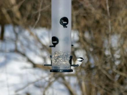 Bird feeding at Sapsucker Woods, Ithaca N.Y