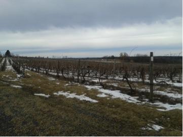 Rows of Aromella and Arandell grapes grow on the grapevines at Grafted Grapevine Nursery, Clifton Springs, New York, during the month of February. 