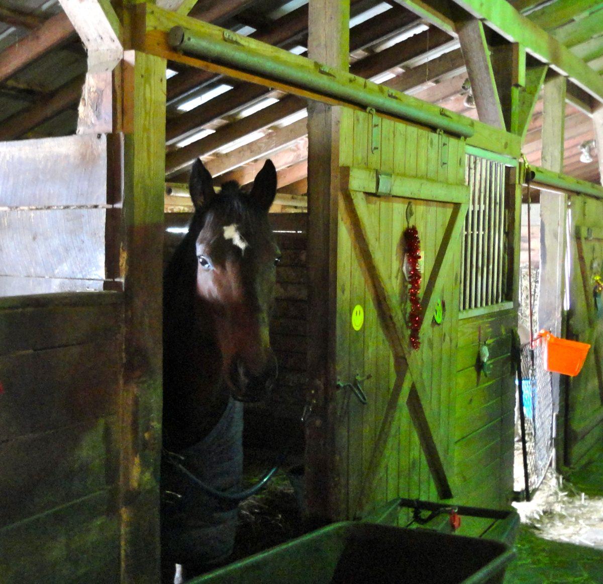 Kind Regards, a six year-old bay gelding, is the newest rescue at Second Chance Thoroughbreds, Inc.