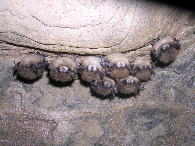 Mysterious disease kills more than 5 million bats across the Northeast