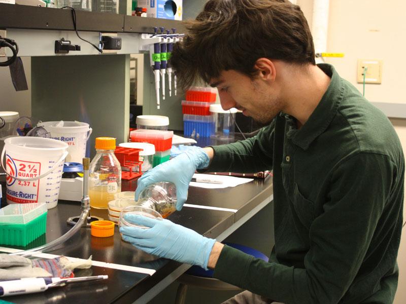 Aron Coraor, an undergraduate student at Cornell, works in the lab