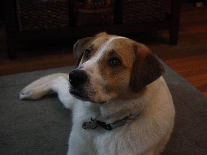 Sidney relaxes at home after being rescued from a high kill shelter in Kentucky. 