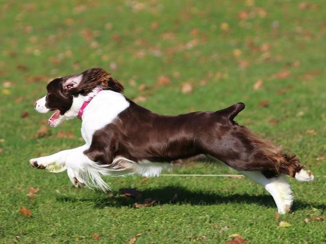 Savannah competing at a lure course. Courtesy of Susan Tosto