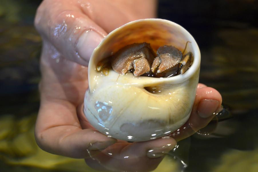 Touch tank highlights Sciencenter&#039;s focus on local conservation