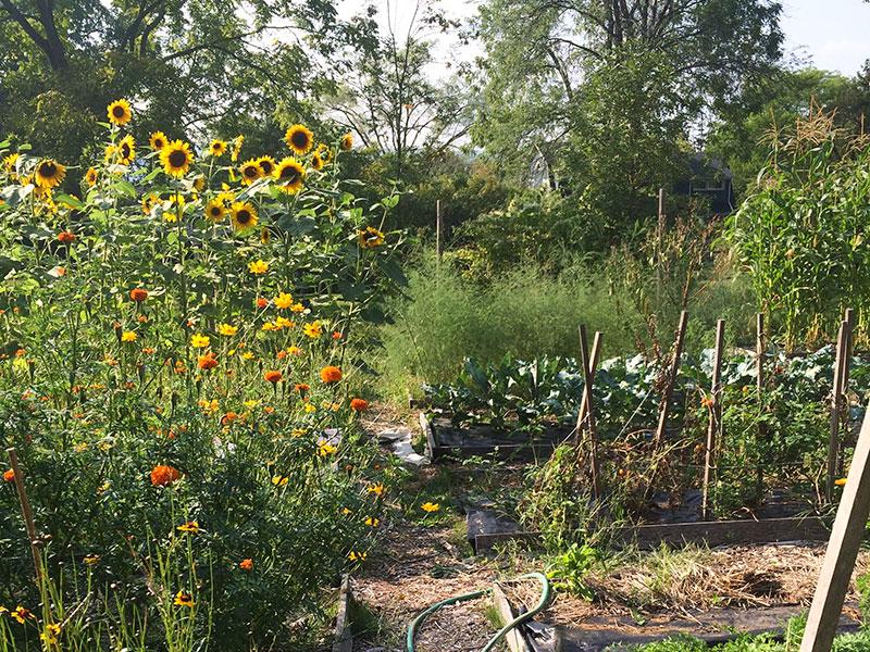 Pictured above is Ithaca College's organic garden. Students from select courses will be doing work in the garden to gain hands-on experience as they learn about food and food systems.