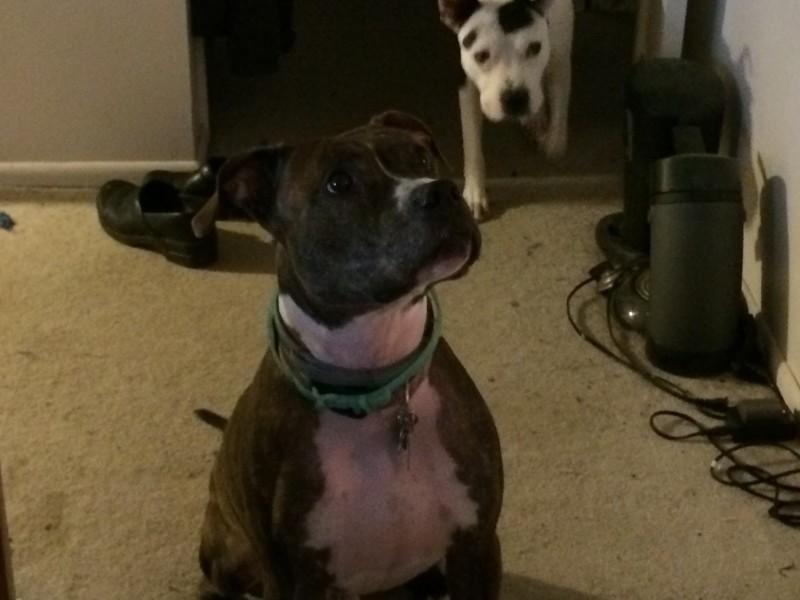 Carter (foreground) and Penny were adopted from the Tompkins County SPCA by Mark Anbinder. Both were picked up as strays.