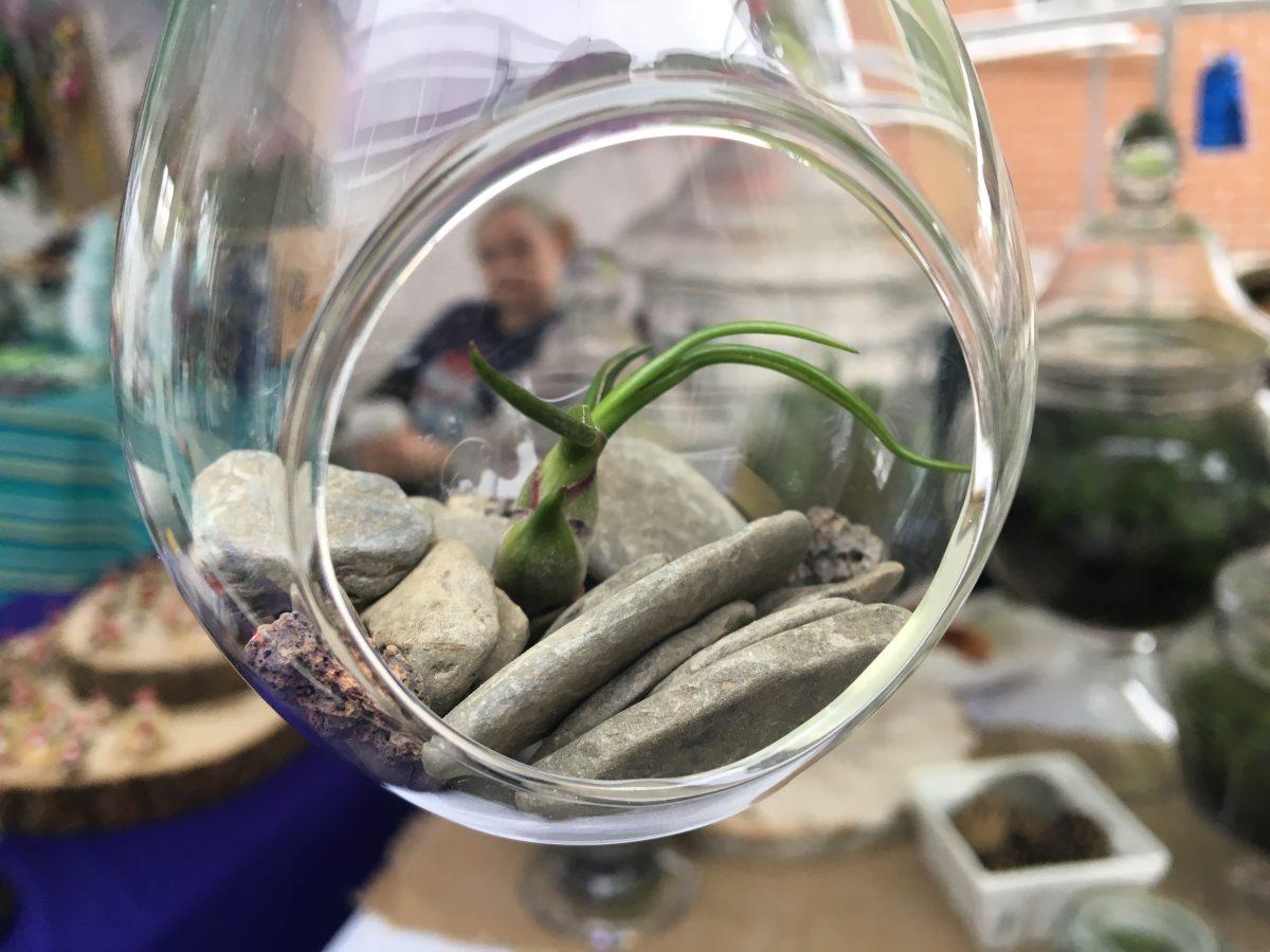 Photo By: Sydney OShaughnessy
An air plant terrarium hangs in the Where The Wild Things Grow vendor tent.