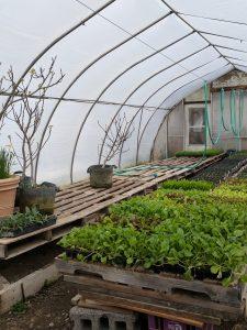 A greenhouse where the Landowne family plants their vegetables. 