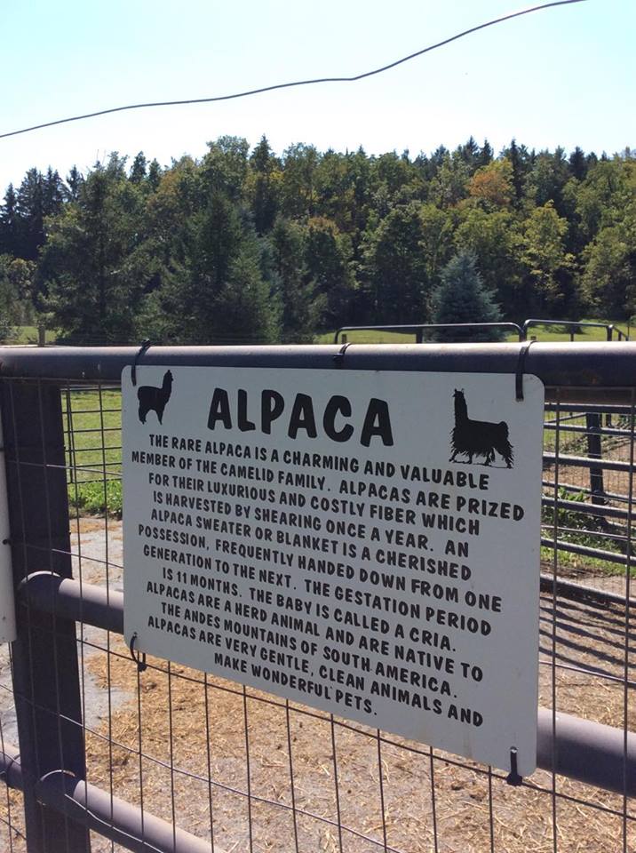 National Alpaca Farm Day: What’s the Fuzz About?