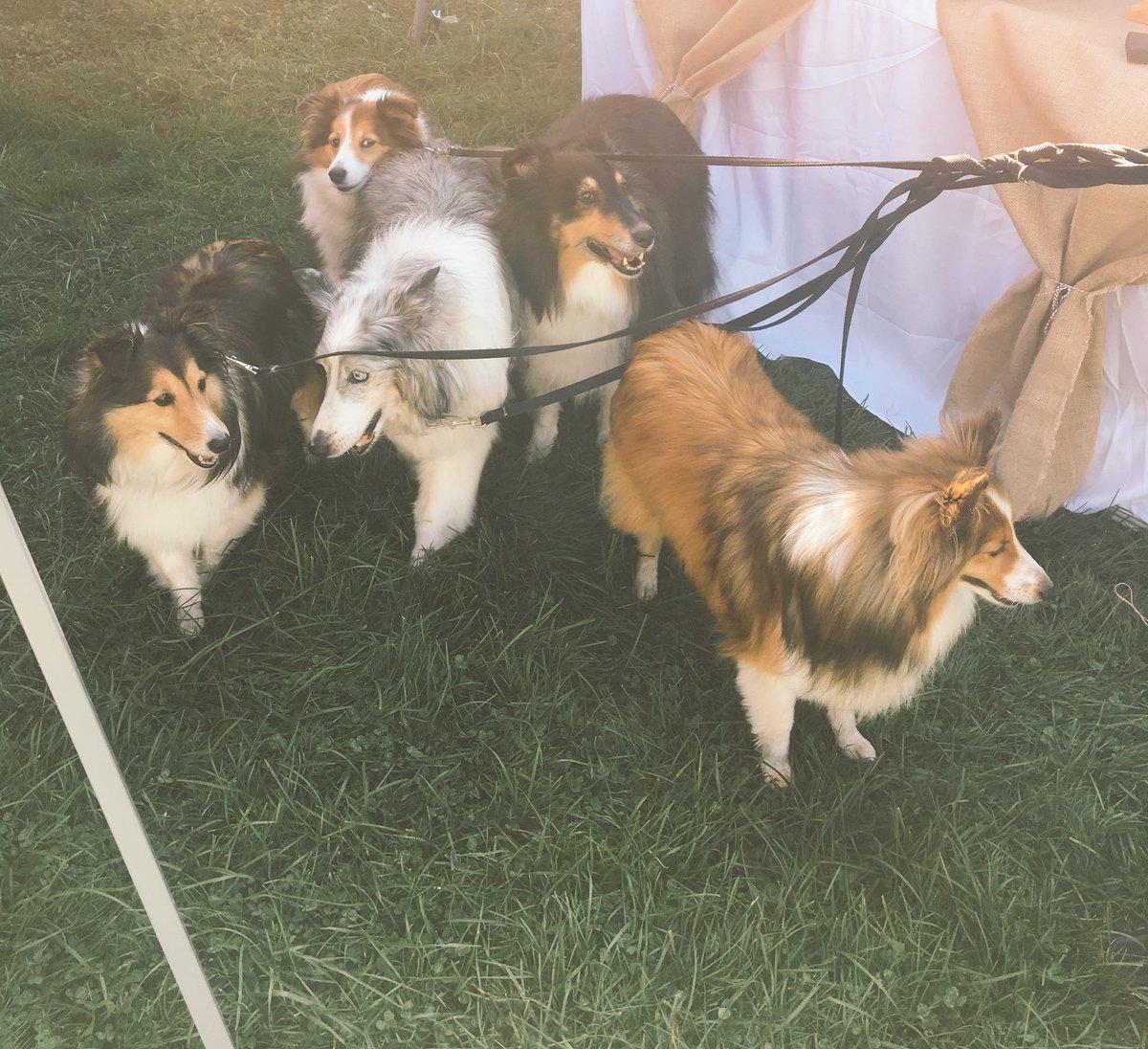 4th annual Dog Fest bow-wows Ithacans