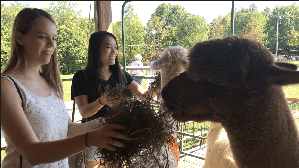 Local farm celebrates National Alpaca Farm Days