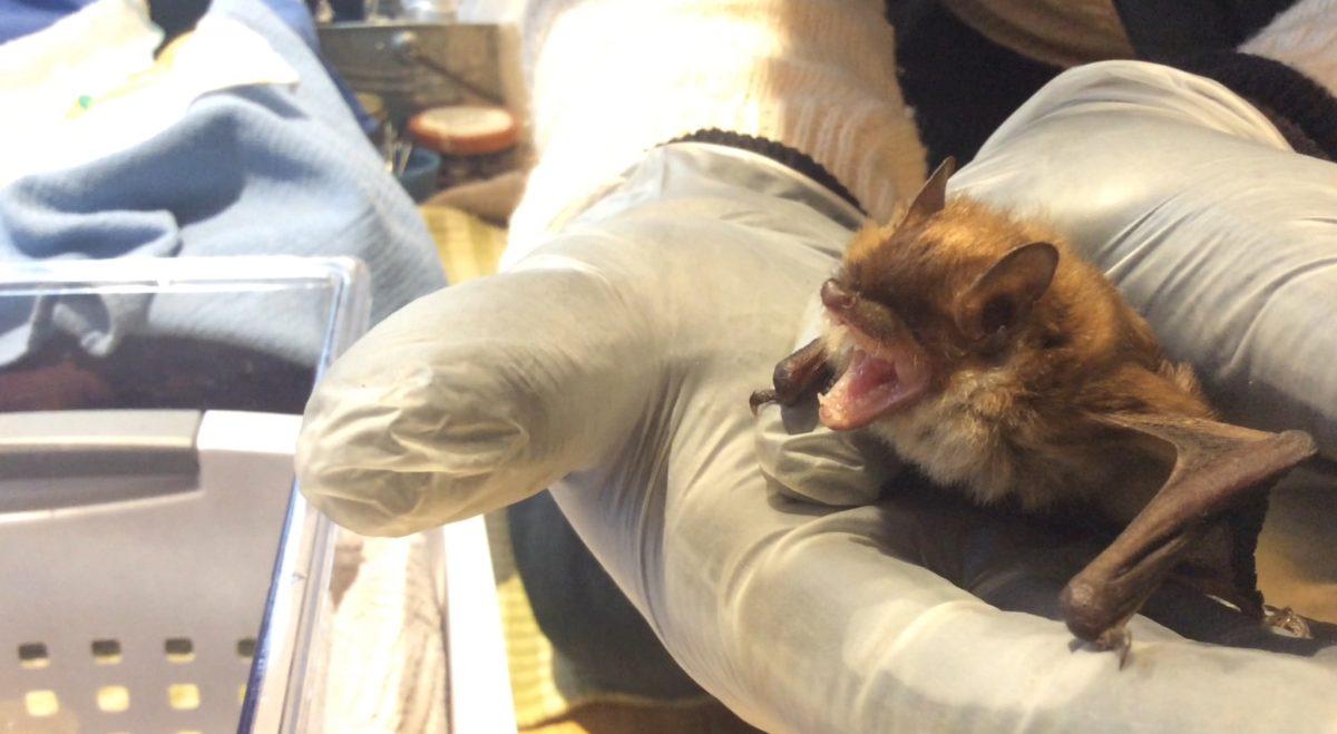 Where the Wild Things Heal: Ithaca Sanctuary Specializes in Bat Care