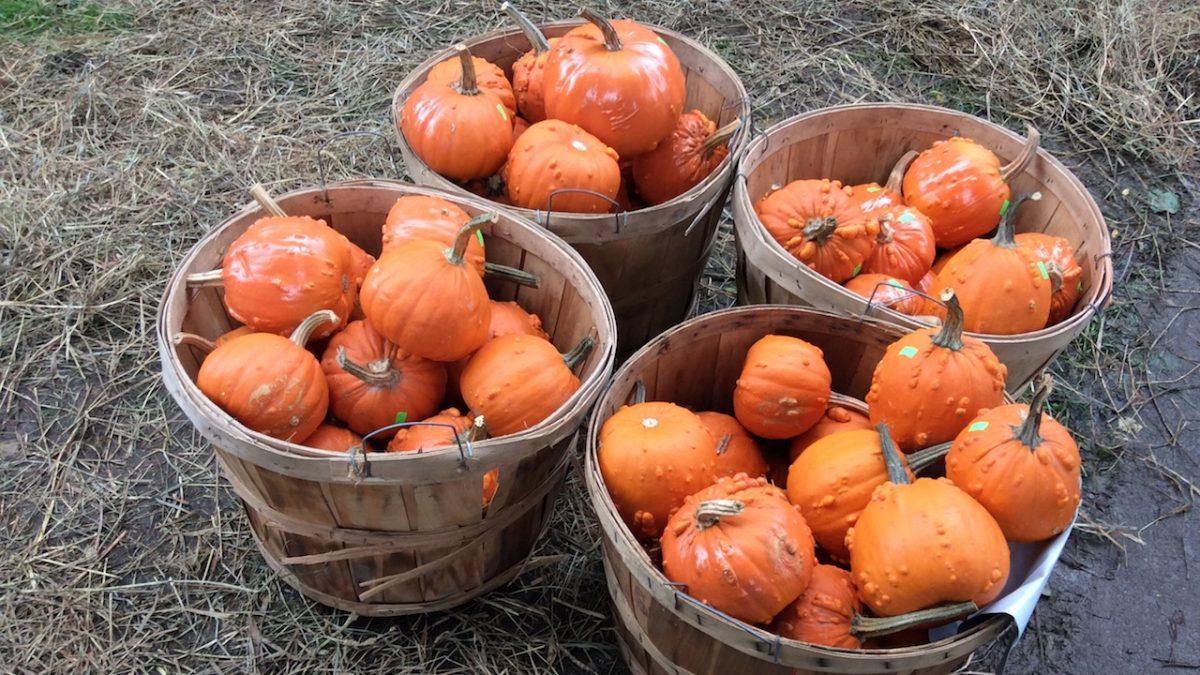 Cortland Celebrates Pumpkinfest With Fall Food