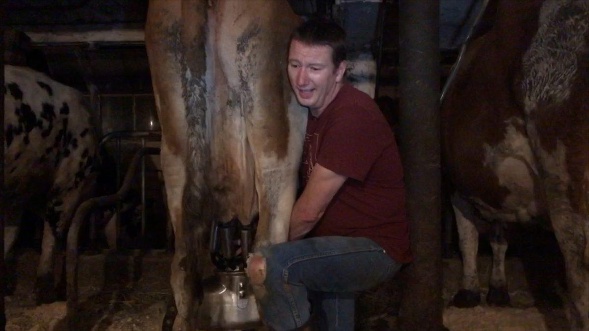 Dentist and dairy farmer, Joe Piskorowski milks one of his approximately 20 cows