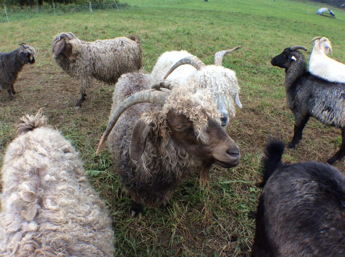 Ithaca Fiber Farm Grows With Help From Hybrid &quot;Cashgora&quot; Goats