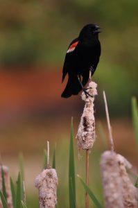 A red-winged blackbird sits on a cattail.