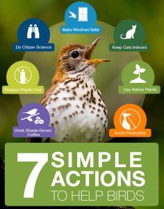The seven simple actions to help birds.