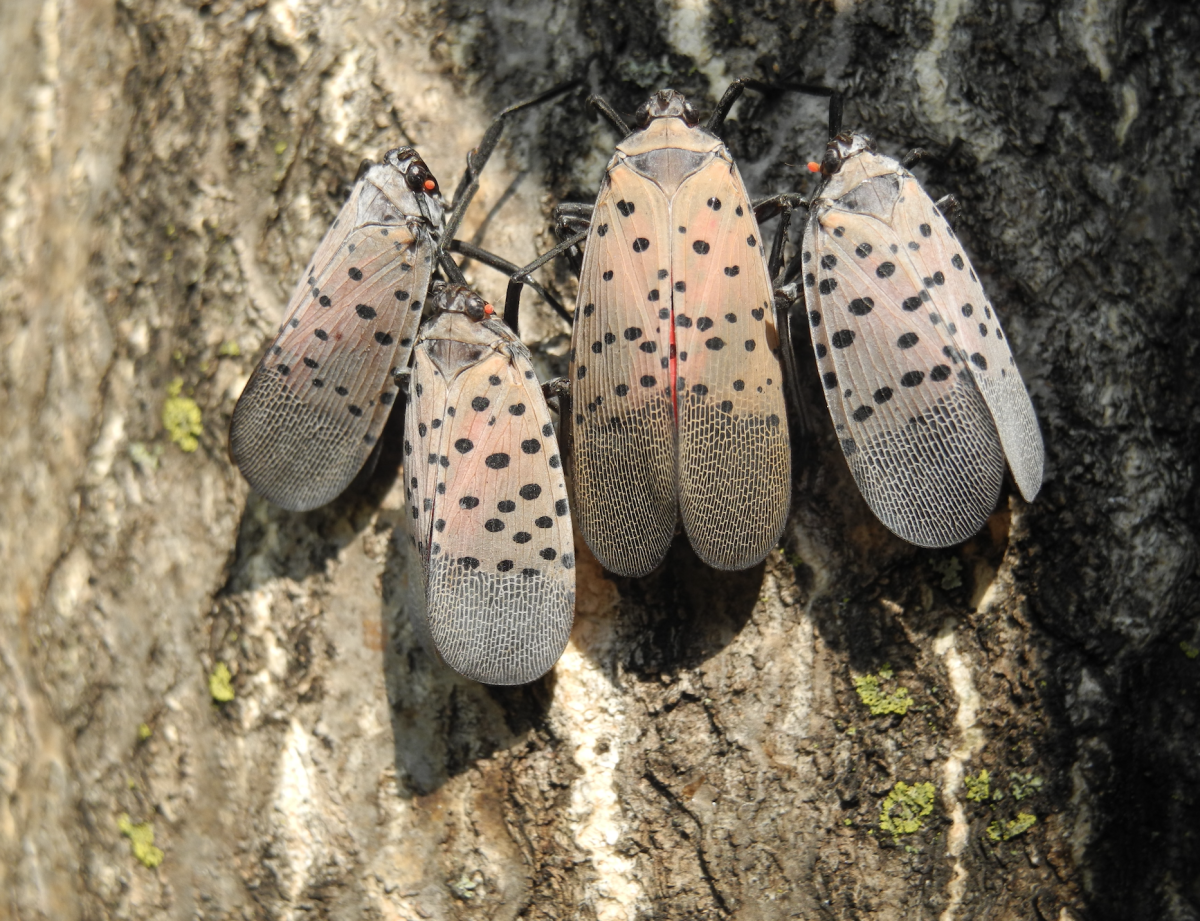 Adult Spotted Lanterfly on a tree (Credit: Brian Eshenaur)