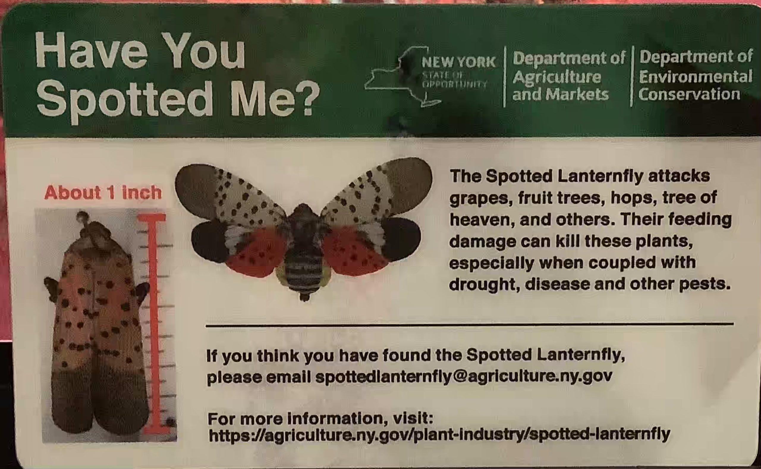 A card with pictures of the Spotted Lanternfly, an explanation of why it is dangerous to crops and a link to a reporting site