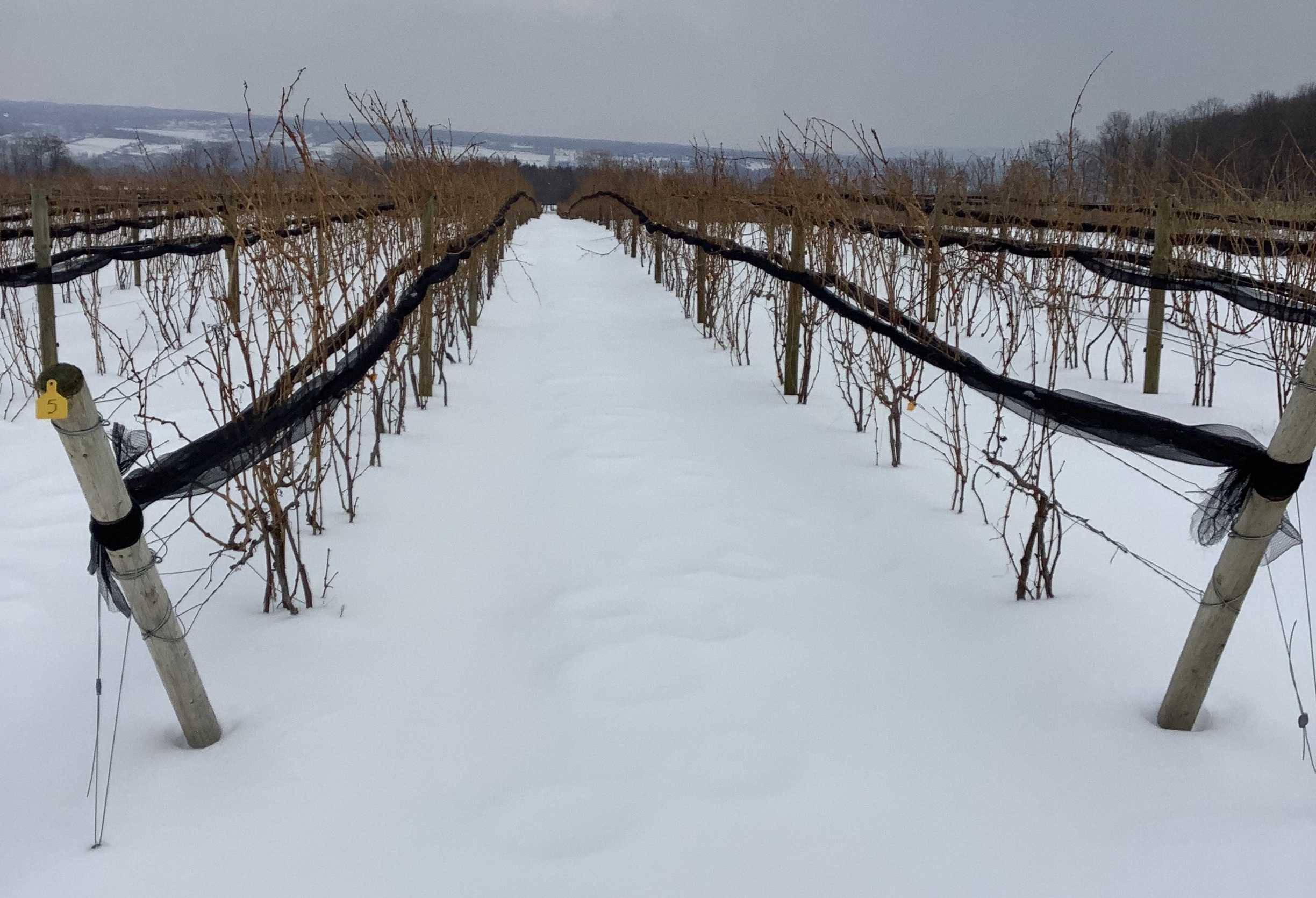 Two rows of wooden posts with wires that stretch between them. Grape vines are growing along these wires.