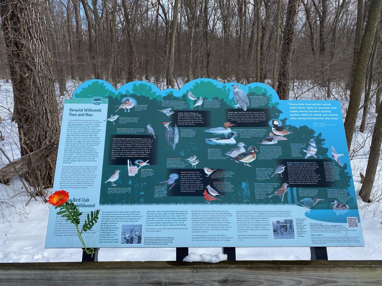 A sign in the Renwick Woods describes some of the bird species that birders can find in the park. The photos can help people identify birds and differentiate between similar-looking species. /Photo: BRIDGET HAGEN
