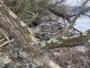 a branch in front of a patch of coast on Cayuga lake with many rocks scattered about