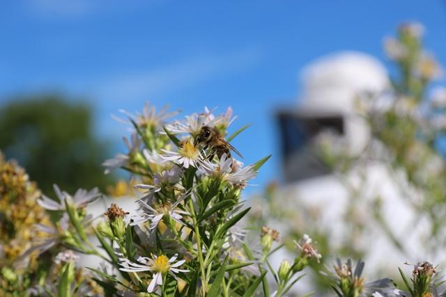 A bee works some flowers while the beekeeper tends to a hive. Photo: Bill Hiss