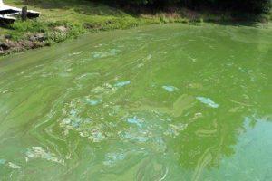 A harmful algal bloom on top of water