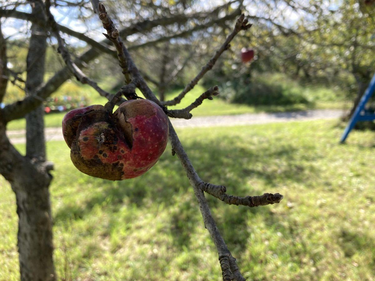 A small rotten/damaged apple hanging from a tree branch