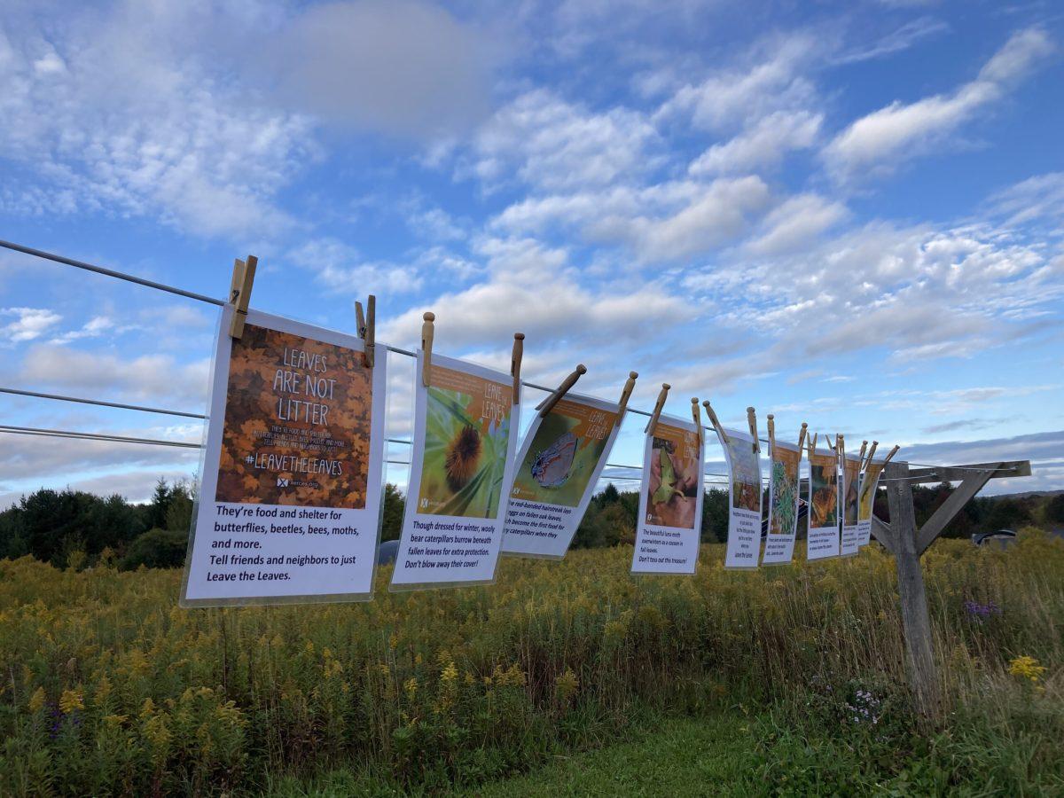 Several signs hang from a wire by clothespins. They have information about fall leaves and the #leavetheleaves campaign.