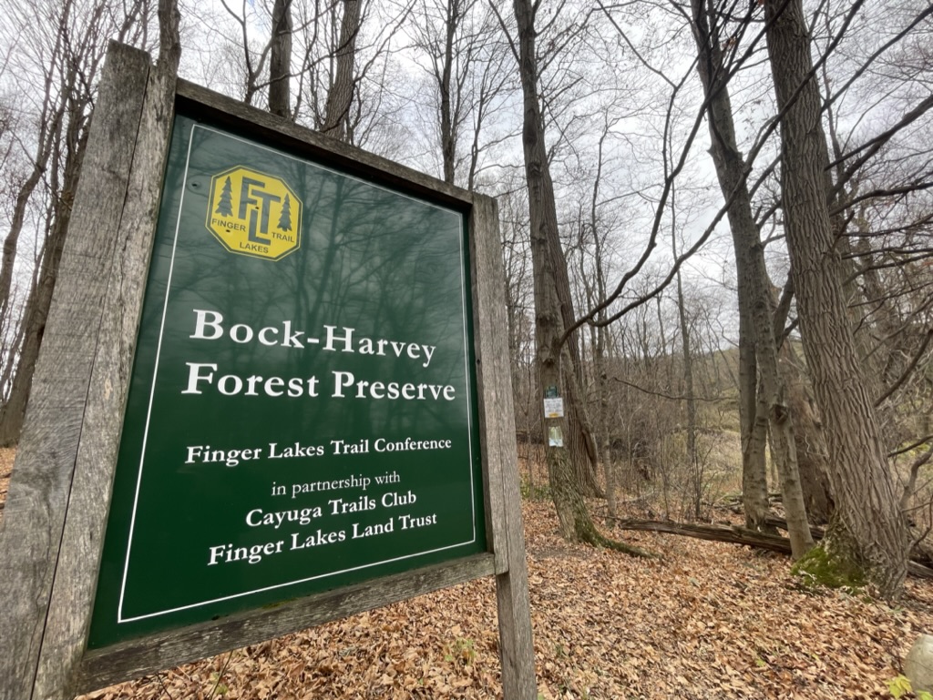 The Bock-Harvey Forest preserve, created in 2013, is home to 1/2 mile of the Finger Lakes Trail and a stand of old growth maples that are estimated to be between 250 and 400 years old. (Photo by Caroline Grass/Ithaca Week)