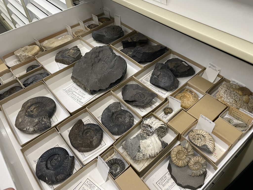 a cabinet drawer holding over 20 fossils is pulled out