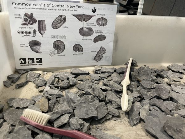 Small rock fragments in a plastic bucket with two toothbrushes and sign describing common fossils in Central New York