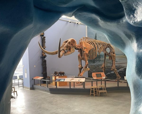 a complete set of mastodon bones in a museum viewed from underneath a blue arch of a different exhibit in a museum