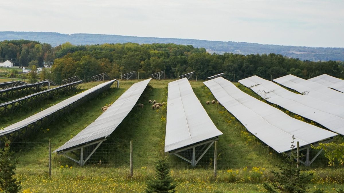 A solar farm in Ithaca, New York sits with sheep grazing underneath.