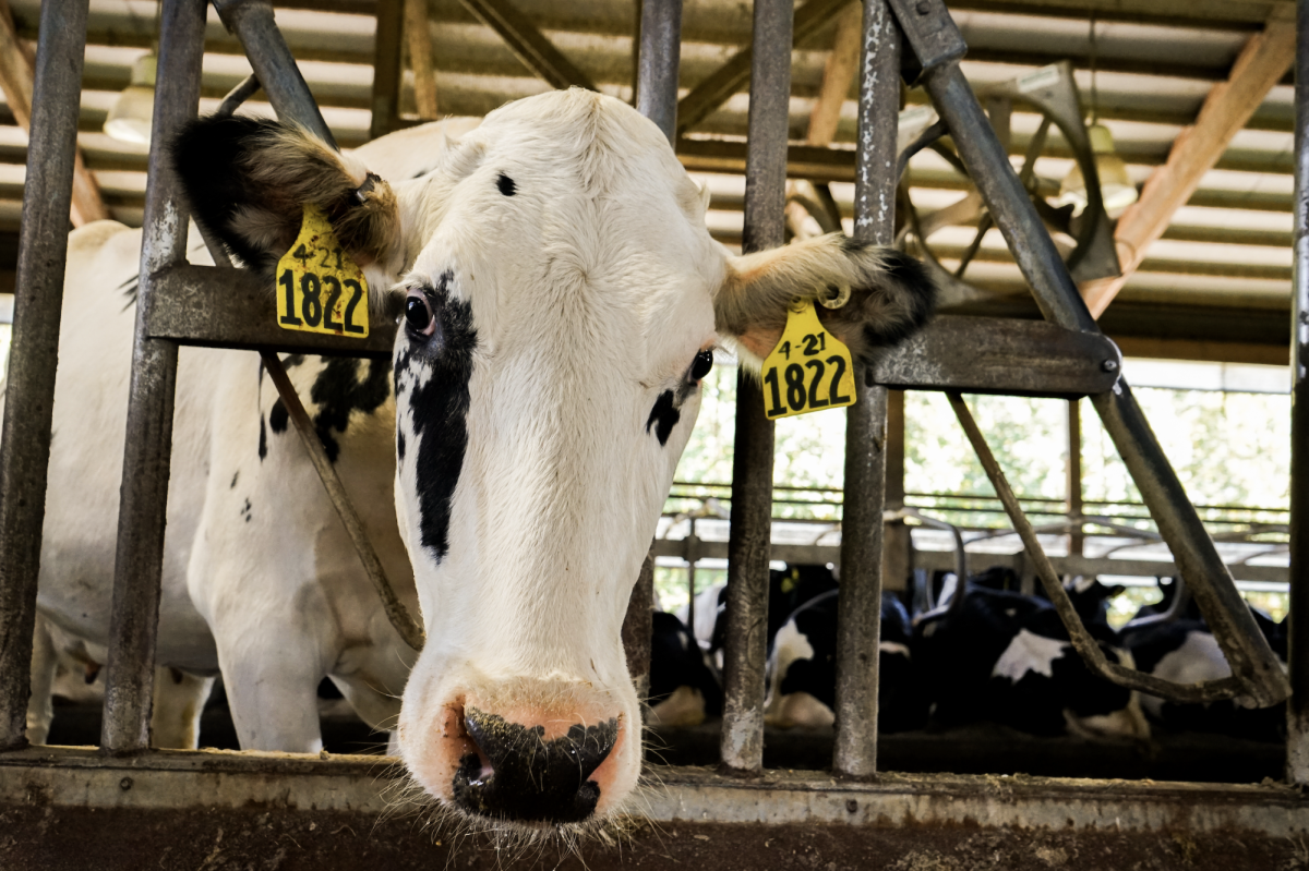New York's dairy industry makes up over half of the agricultural cash receipts (Jake Zajkowski/Ithaca Week)